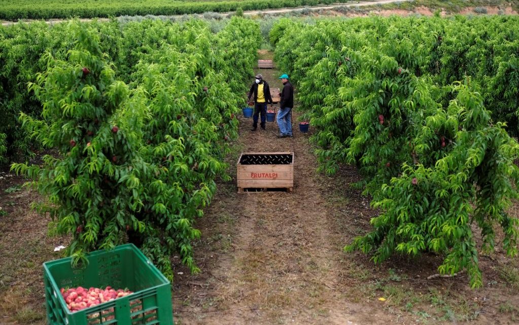 Espagne : conditions de vie « déplorables » pour les travailleurs étrangers agricoles