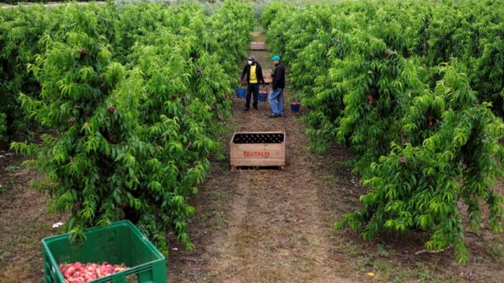 Espagne : conditions de vie « déplorables » pour les travailleurs étrangers agricoles